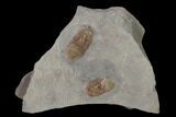 Two Pelagic Trilobite (Cyclopyge) Fossils - El El Kaid Rami, Morocco #154284-1